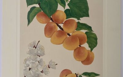 Stampa frutta “Apricols”