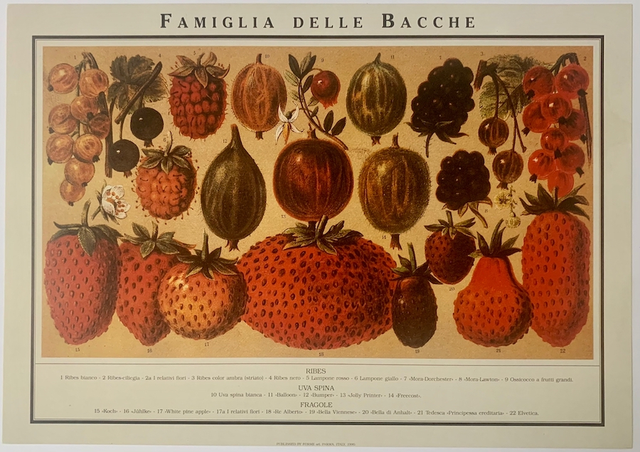 Famiglia delle bacche