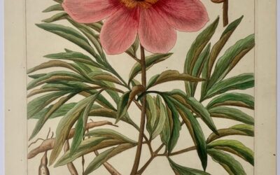 Paeonia corallina