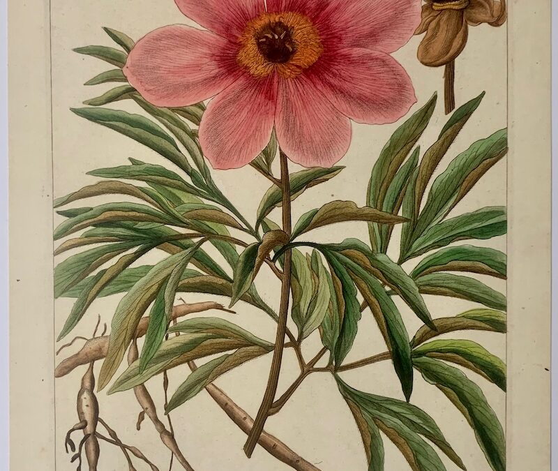 Paeonia corallina