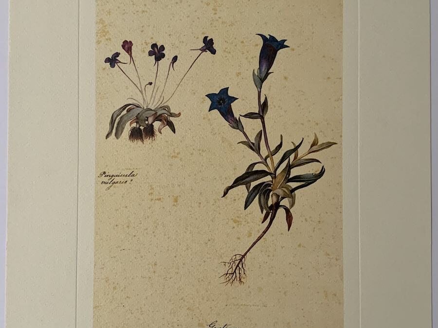 Gentiana