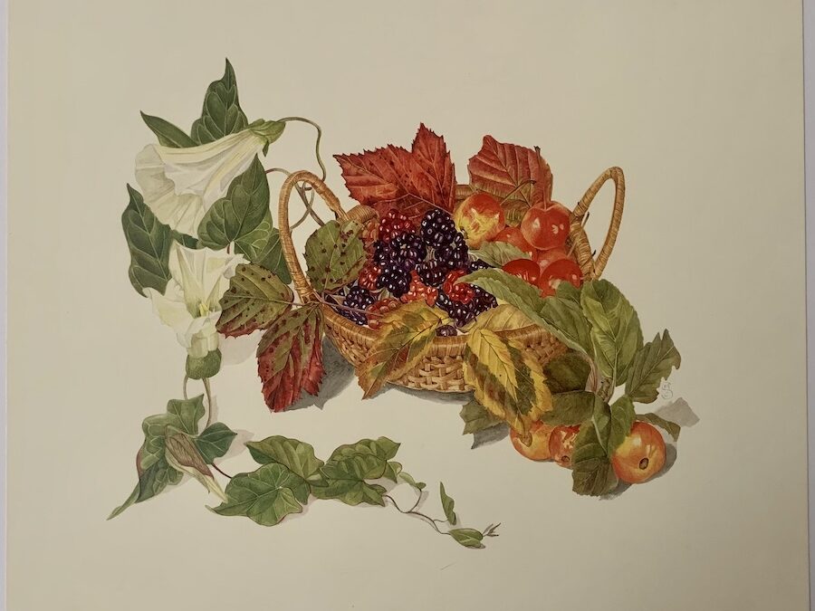 Margaret Stevens “Autumn fruits”